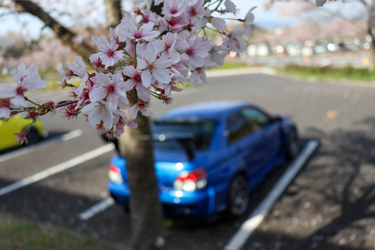 インプレッサ WRX STIのzc32s・カメ活・駆け込み桜🌸・何とか間に合った(´▽｀) ﾎｯ・添加剤に関するカスタム事例の投稿画像4枚目