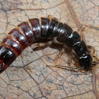 Ringlegged earwig