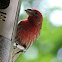 House Finch