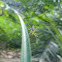 Long-jawed Orb Weaver