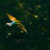 Blue-tailed bee-eater