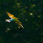 Blue-tailed bee-eater