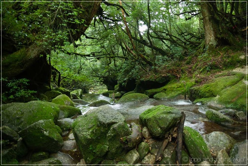 Yakushima, a ilha da vida no Japão