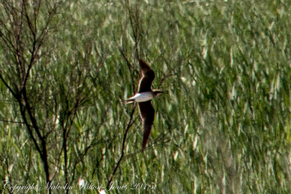 Collared Pratincole; Canastera