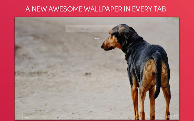 Cute Dogs Wallpaper HD Custom New Tab