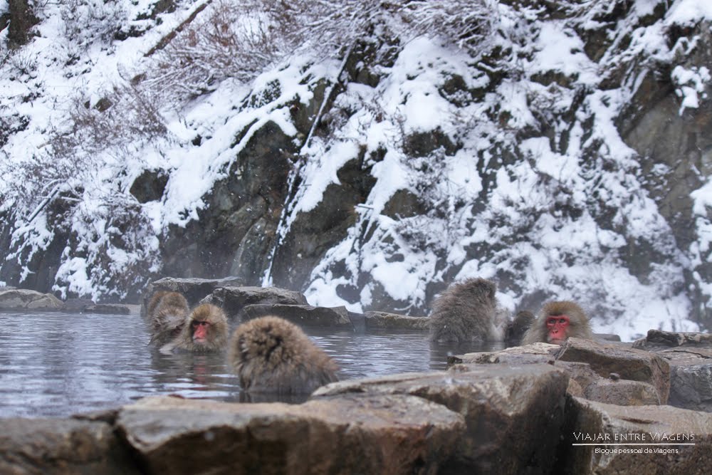 Visitar JIGOKUDANI YAEN KOEN e ver os macacos na neve | Japão