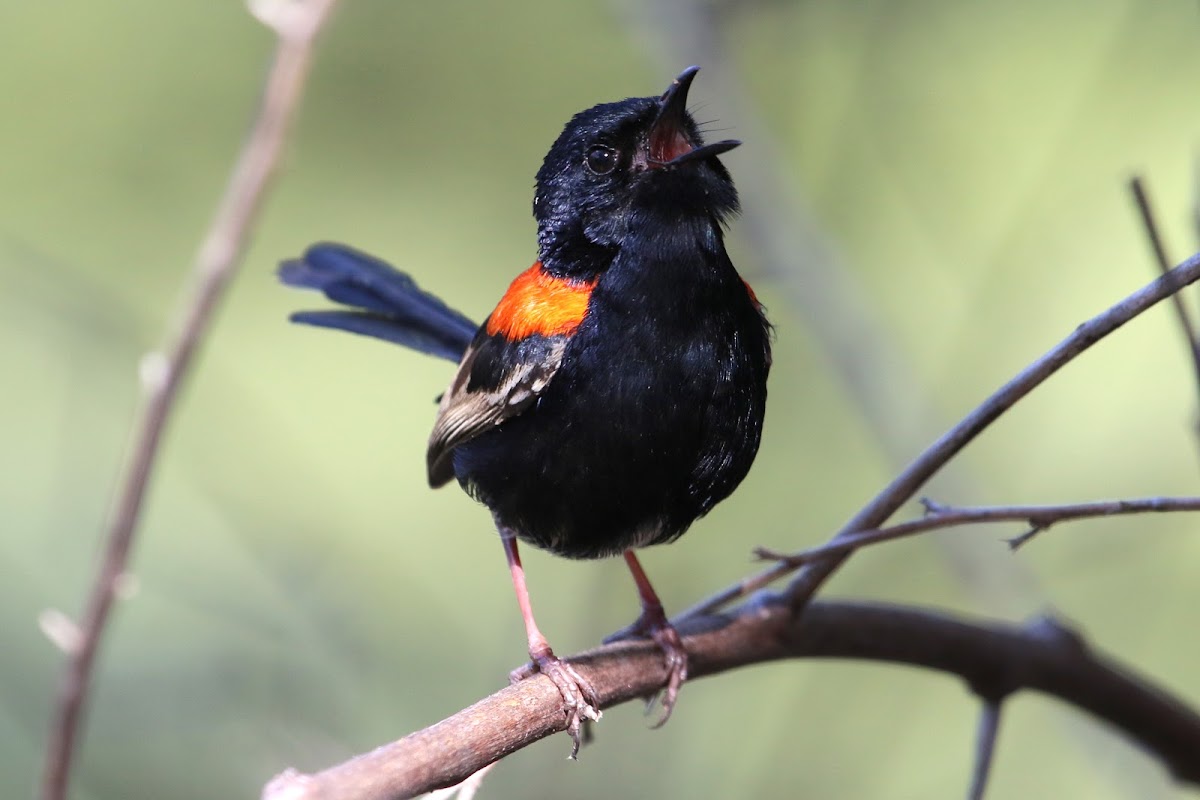 Red-backed Fairy-wren