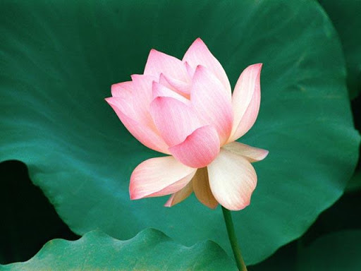 Lotus Wallpapers