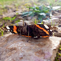 Red Admiral