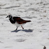 Ruddy Turnstone