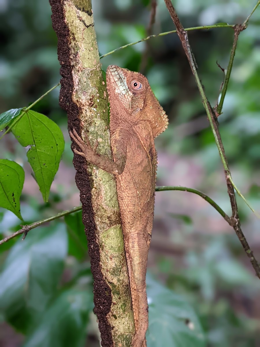 Helmeted Basilisk