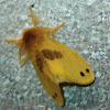 Tussock moth