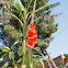 Gladioli