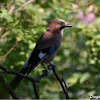 Eurasian Jay