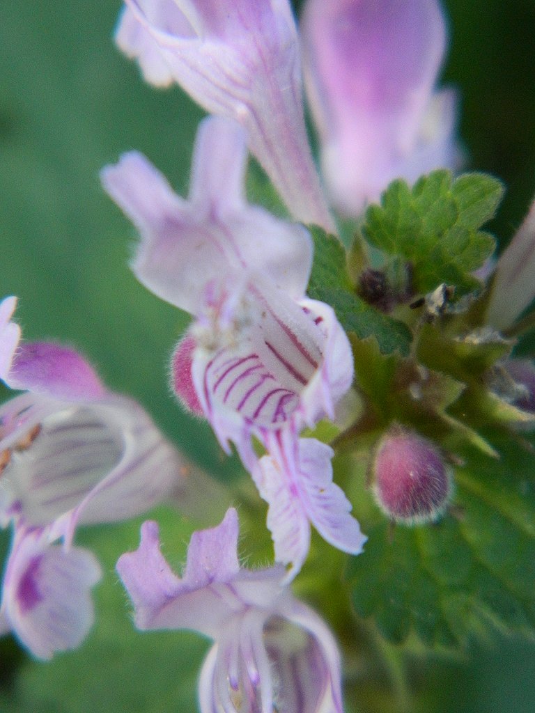 Large Red Dead Nettle (Λάμιο το γαργανικό)