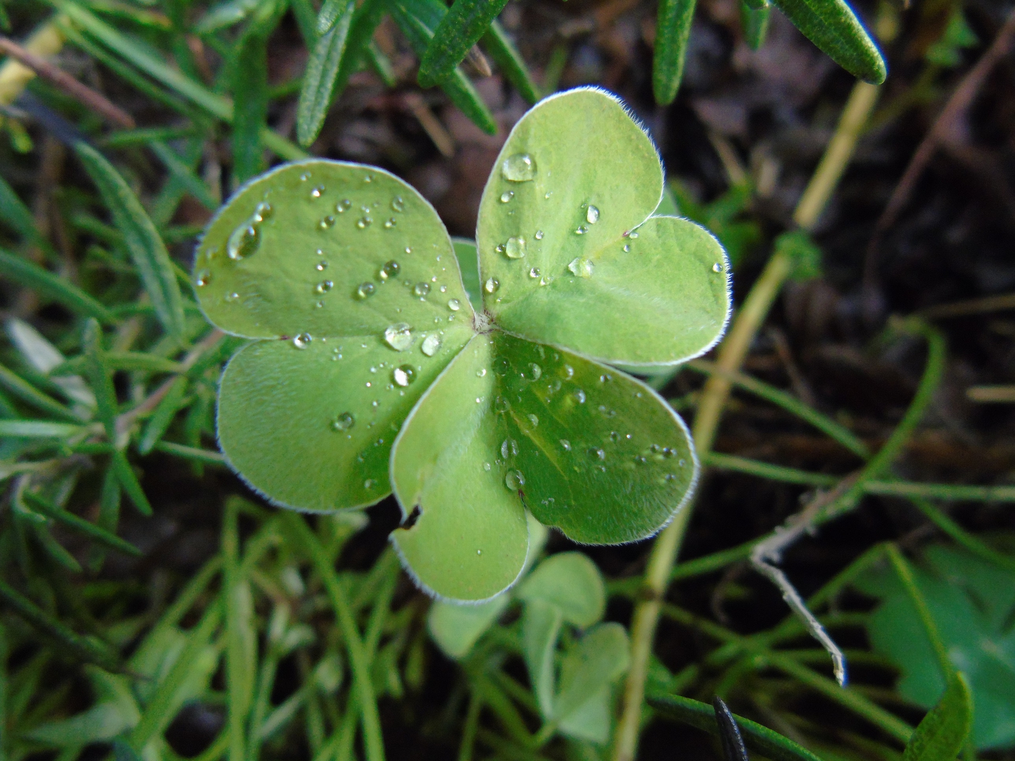 green ireland di gpaolos