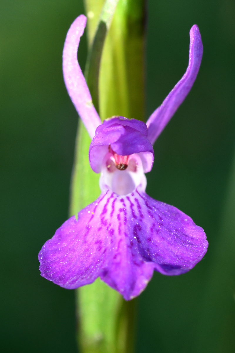 Early purple orchid