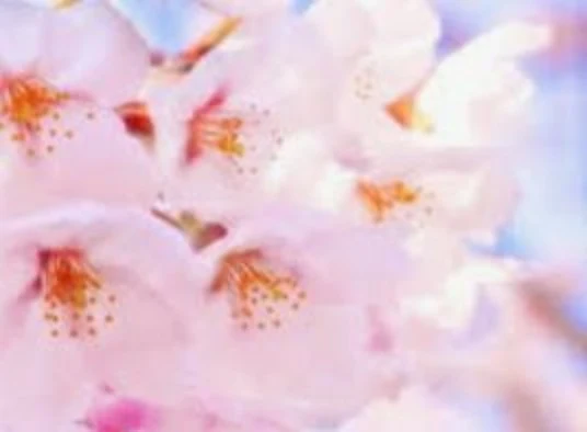「桜の子」のメインビジュアル