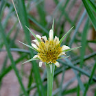 Yellow Goat's Beard