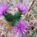 Bull thistle