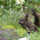 Red squirrel