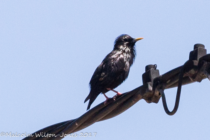 Spotless Starling; Estornino Negro