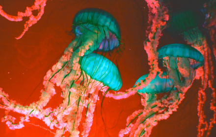 Jellyfish Grunge small promo image