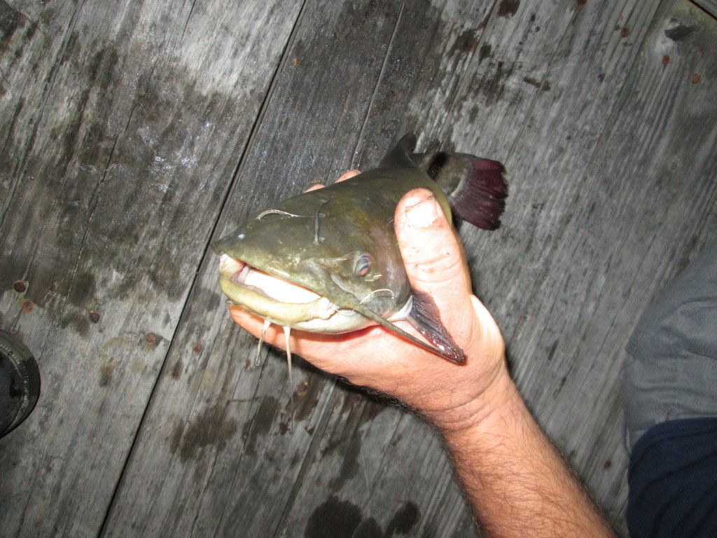 Brown Bullhead