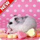 Download Hamster Wallpapers For PC Windows and Mac 1.0