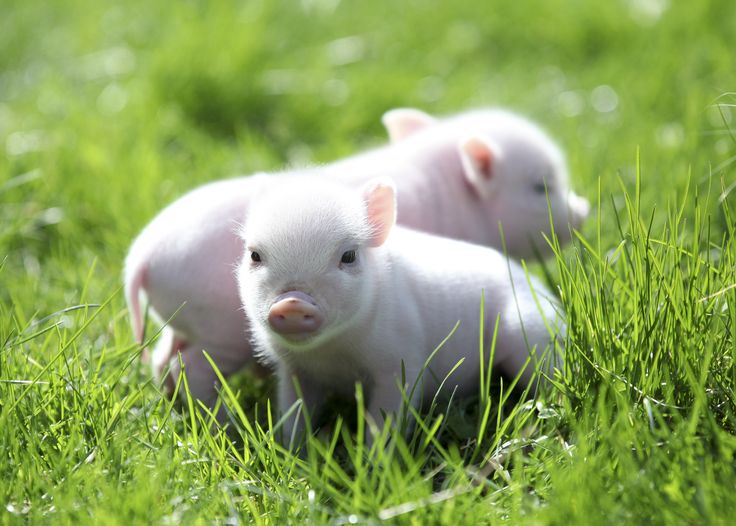 Image result for cute pigs