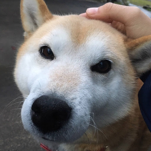 しば犬のプロフィール画像