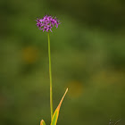 Allium Wallichii