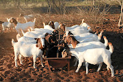 A Zanu-PF youth leader tried to mobilise supporters to forcibly take possession of journalist Hopewell Chin'ono's goats. File image