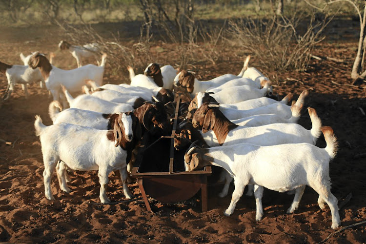 A Zanu-PF youth leader tried to mobilise supporters to forcibly take possession of journalist Hopewell Chin'ono's goats. File image