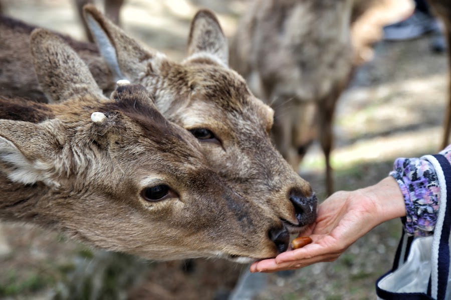 Nara, Jelonki