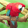Amazing Parrots Wallpapers icon