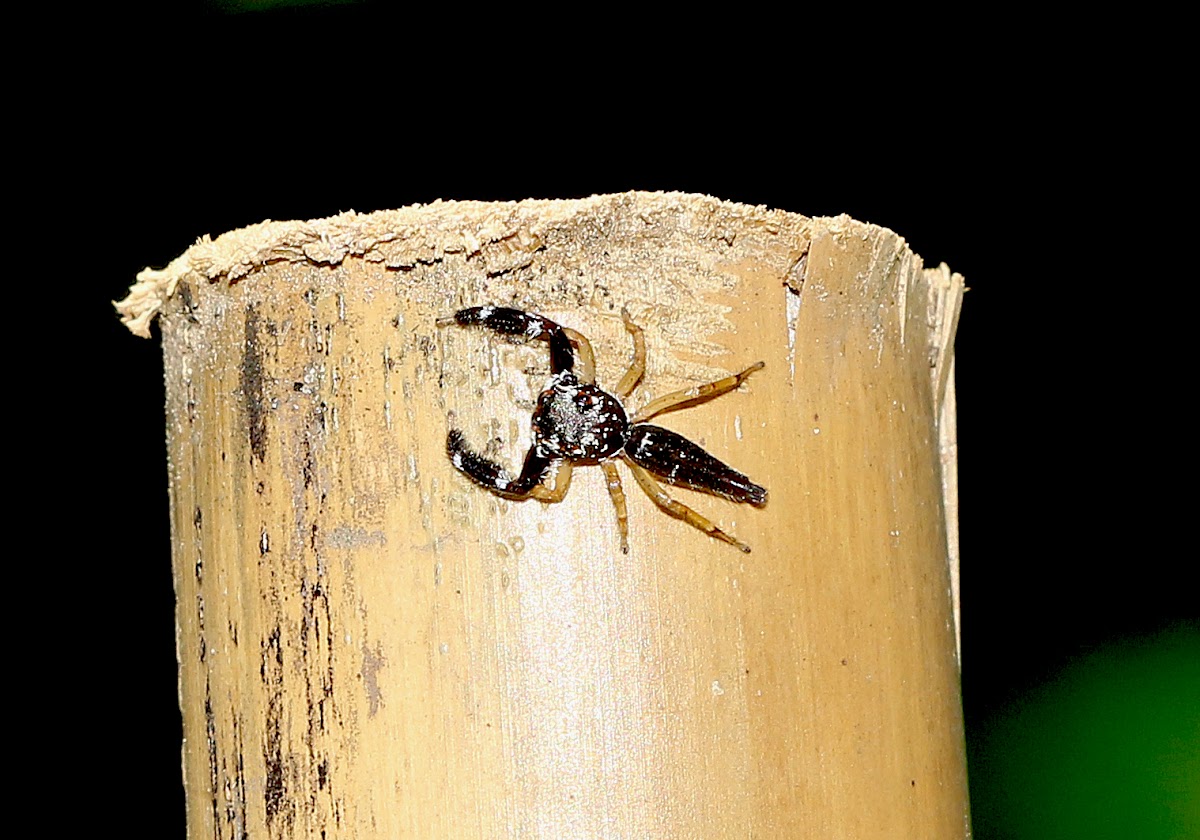 Jumping Spider