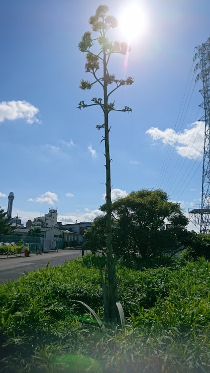 はやさんさんが投稿したネタがないっ(笑)・100年に1度・熱中症とコロナに注意・神秘的な太陽☀️に関するカスタム事例の投稿画像2枚目