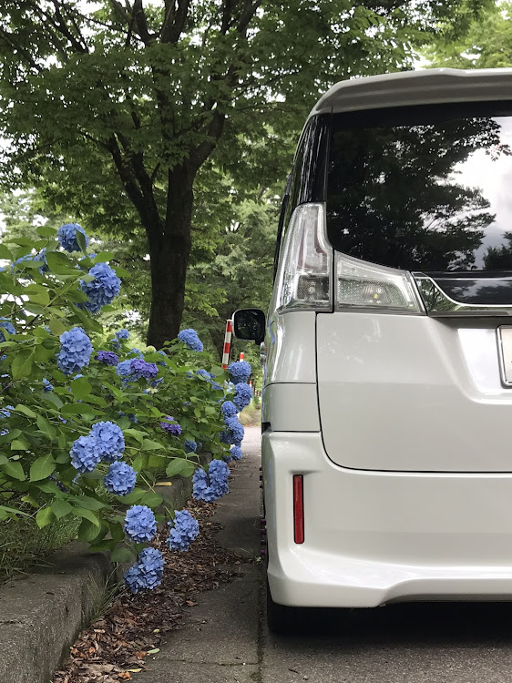 ソリオの早退しました・紫陽花とコラボ・ホルスタインとコラボ・気分転換♪に関するカスタム事例の投稿画像3枚目