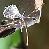 Leaf-footed Bug nymph