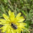 White Spotted Rose Beetle