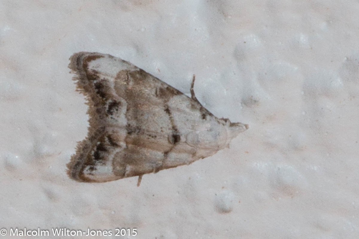 Jersey Black Arches