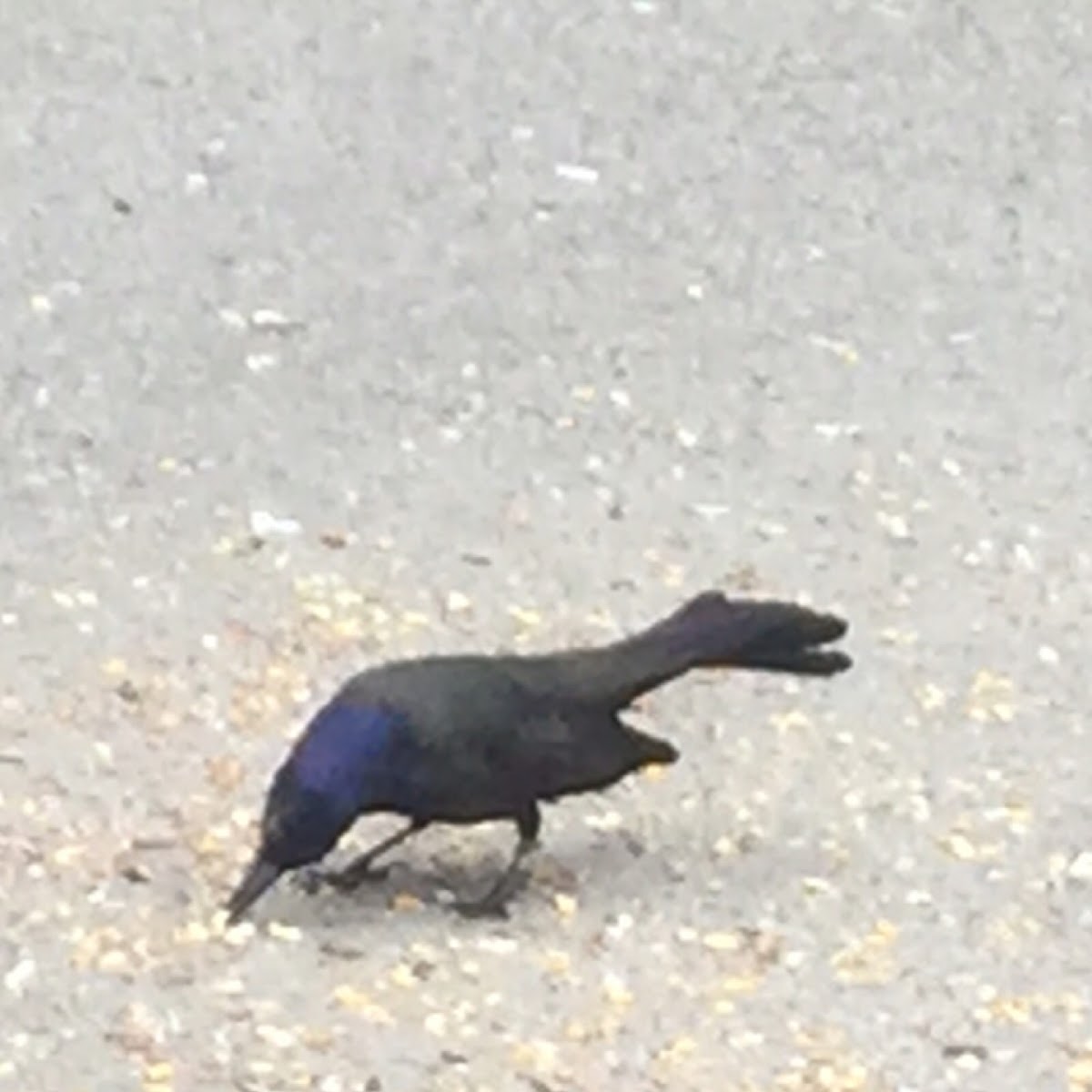 Common Grackle