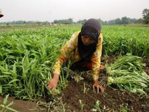 Android application Kangkung Gunung screenshort