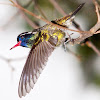 Blue-headed Sapphire Hummingbird