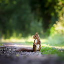 Brown squirrel