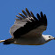 White-bellied sea eagle