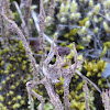 Cup Lichen