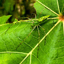 Green Lynx spider