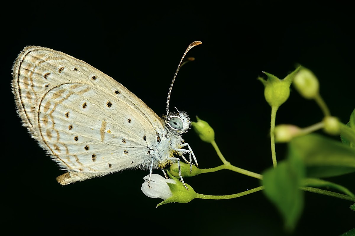 Tiny Grass Blue